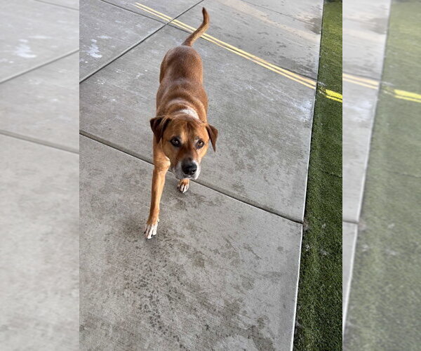 Medium Photo #2 Mutt Puppy For Sale in Salt Lake City, UT, USA