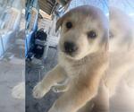 Small Labrador Retriever
