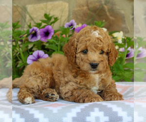 Goldendoodle (Miniature) Puppy for sale in EAST EARL, PA, USA
