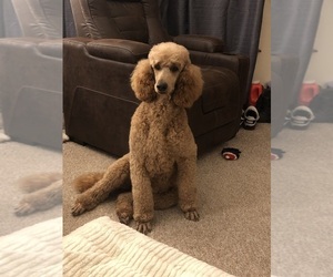 Mother of the Poodle (Standard) puppies born on 04/20/2025