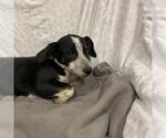 Small Beagle Mix