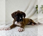 Small #1 Boxer