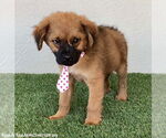 Small #1 Shepweiller