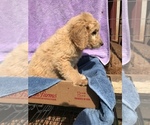 Small Photo #5 Goldendoodle Puppy For Sale in WESTMINSTER, SC, USA