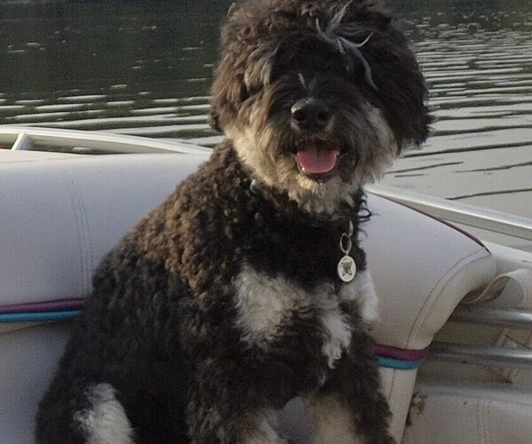 Medium Photo #1 Miniature Bernedoodle Puppy For Sale in GREENSBORO, NC, USA