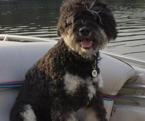 Father of the Miniature Bernedoodle puppies born on 08/17/2025
