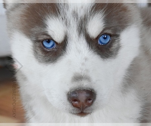 Pomsky Puppy for sale in KANSAS CITY, MO, USA