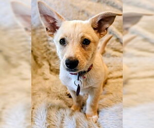 Chihuahua-Unknown Mix Dogs for adoption in Fremont, CA, USA