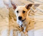 Small Chihuahua Mix