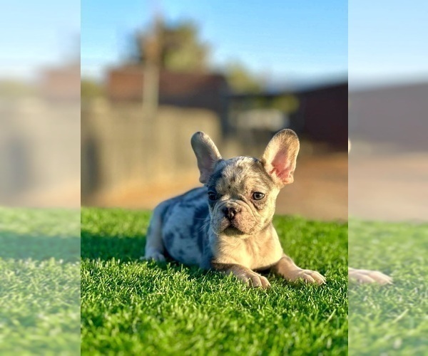 Medium Photo #2 French Bulldog Puppy For Sale in MAPLE LAKE, MN, USA