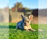 Small #1 French Bulldog