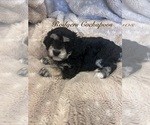 Small #2 Cockapoo (Miniature)