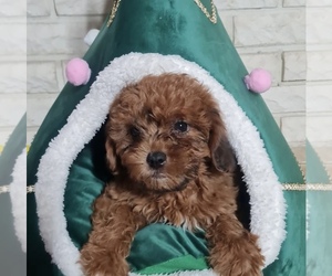 Chorkiepoo Puppy for sale in UPPER DARBY, PA, USA
