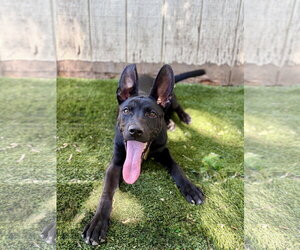 Cobi - Male Mutt Dog for Adoption - Photo #4