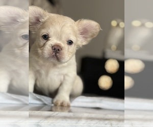 French Bulldog Puppy for sale in LAS VEGAS, NV, USA