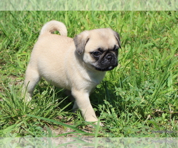 Medium Photo #13 Pug Puppy For Sale in WINNSBORO, TX, USA