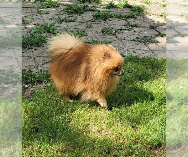 Medium Photo #1 Pomeranian Puppy For Sale in LOYAL, WI, USA