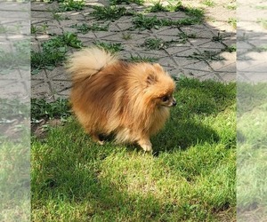 Father of the Pomeranian puppies born on 06/21/2026