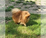 Small Photo #1 Pomeranian Puppy For Sale in LOYAL, WI, USA