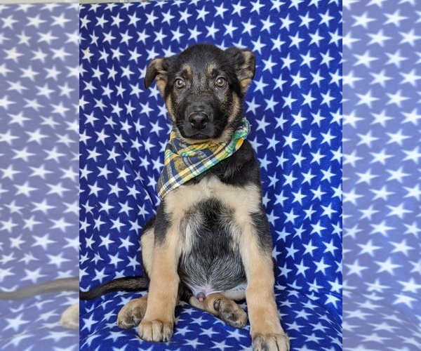 Medium Photo #3 German Shepherd Dog Puppy For Sale in GLEN ROCK, PA, USA