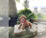 Puppy Zelina Poodle (Miniature)
