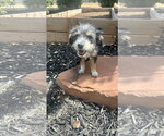 Small #4 Cairn Terrier Mix
