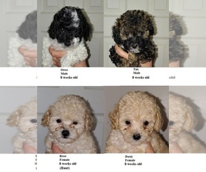 Poodle (Toy) Puppy for sale in HEPPNER, OR, USA
