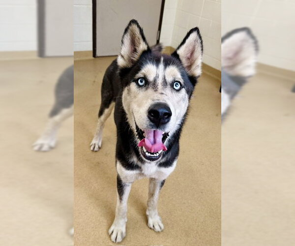 Medium Photo #1 Siberian Husky Puppy For Sale in Derwood, MD, USA