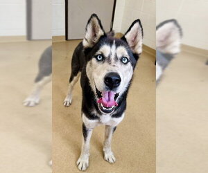 Siberian Husky Dogs for adoption in Derwood, MD, USA