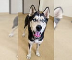 Small Siberian Husky