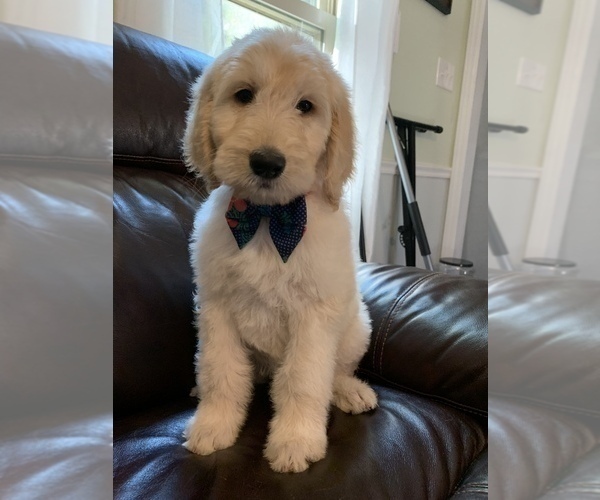 Medium Photo #2 Goldendoodle Puppy For Sale in WAKE FOREST, NC, USA