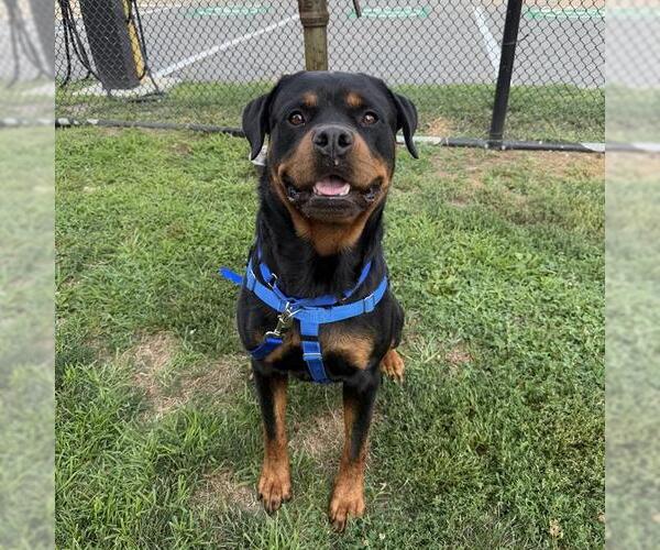 Medium Photo #1 Rottweiler Puppy For Sale in Boston, MA, USA