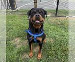 Small Rottweiler