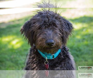 Labrador Retriever Dogs for adoption in Clovis, CA, USA