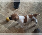 Litter of 3 - Male Russell TerrierLitter of Puppies for Sale - Photo #4