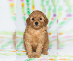 Small Photo #2 Poodle (Miniature) Puppy For Sale in BREMEN, IN, USA