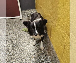 Elf - Male Chihuahua-Unknown Mix Dog for Adoption - Photo #2