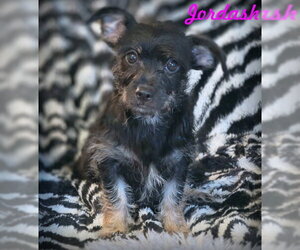 Dachshund-Miniature Schnauzer Mix Dogs for adoption in Chino Hills, CA, USA
