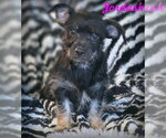 Small Dachshund-Miniature Schnauzer Mix