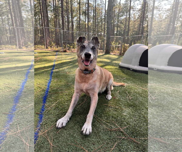 Medium Photo #3 Mutt Puppy For Sale in Stevens Point, WI, USA