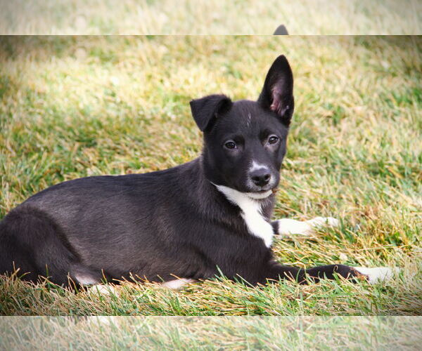 Medium Photo #3 Mutt Puppy For Sale in Sandy, UT, USA