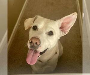 Blu - Male Labrador Retriever-Unknown Mix Dog for Adoption - Photo #5