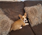 Small Photo #65 Pembroke Welsh Corgi Puppy For Sale in SHILOH, OH, USA