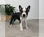 Small #1 Boston Terrier