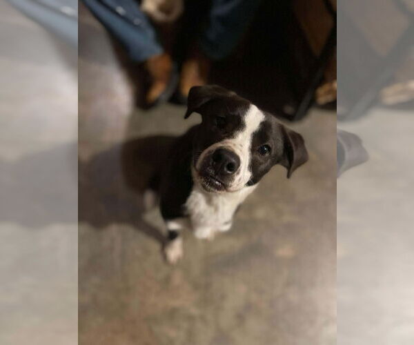 Medium Photo #1 Labrador Retriever-Unknown Mix Puppy For Sale in Holly Springs, NC, USA