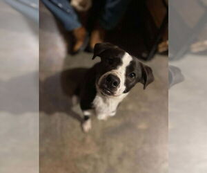 Labrador Retriever-Unknown Mix Dogs for adoption in Holly Springs, NC, USA