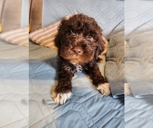Lagotto Romagnolo Puppy for sale in WEBBERVILLE, TX, USA