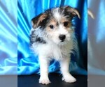 Small #6 Morkie