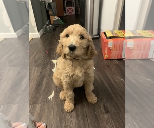 Goldendoodle Puppy for sale in VIRGINIA BCH, VA, USA