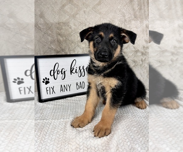 Medium Photo #5 German Shepherd Dog Puppy For Sale in INDIANAPOLIS, IN, USA